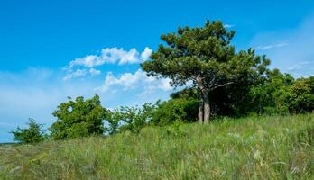 Lonely pine among the steppe vegetation on the bank of the Tiligul estuary, Ukraine photo