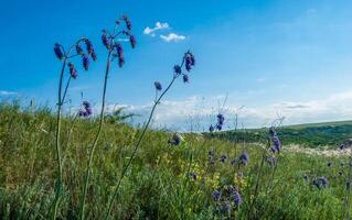 Dry feather grass Ukrainian steppe on the slopes of the Tiligul estuary, Ukraine photo