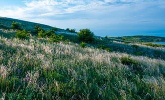 Ukrainian feather grass steppe, Bunchgrass species Stipa capillata photo