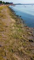 UKRAINE, ODESSA - JUNE 08, 2019 - Eutrophication of the Black Sea, rotting macrophyte algae near the shore, pollution of beaches photo