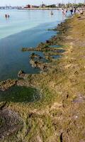 UKRAINE, ODESSA - JUNE 08, 2019 - Eutrophication of the Black Sea, rotting macrophyte algae near the shore, pollution of beaches photo