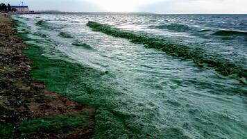 Storm washed up on the Black Sea a toxic blue-green algae Nodularia spumigena photo