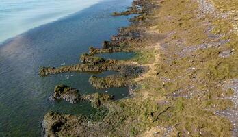 Eutrophication of the Black Sea, rotting macrophyte algae near the shore, pollution of beaches photo