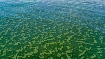 Algae float on the surface of the water in the Black Sea, a toxic blue-green algae Nodularia spumigena photo
