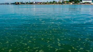 Algae float on the surface of the water in the Black Sea, a toxic blue-green algae Nodularia spumigena photo