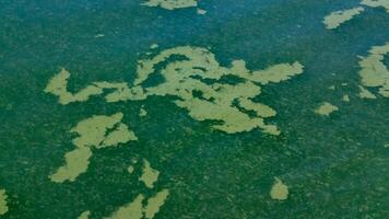 Algae float on the surface of the water in the Black Sea, a toxic blue-green algae Nodularia spumigena photo