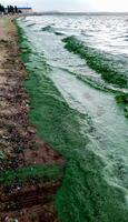 Storm washed up on the Black Sea a toxic blue-green algae Nodularia spumigena photo