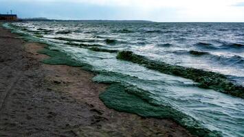 Storm washed up on the Black Sea a toxic blue-green algae Nodularia spumigena photo
