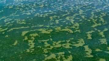 Algae float on the surface of the water in the Black Sea, a toxic blue-green algae Nodularia spumigena photo