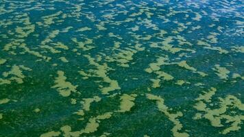 Algae float on the surface of the water in the Black Sea, a toxic blue-green algae Nodularia spumigena photo