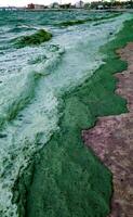 Storm washed up on the Black Sea a toxic blue-green algae Nodularia spumigena photo