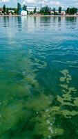 Algae float on the surface of the water in the Black Sea, a toxic blue-green algae Nodularia spumigena photo