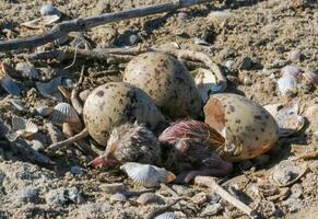 Sandwich tern Thalasseus sandvicensis, tern chick in the nest, Tiligulskiy estuary, Ukraine photo