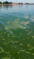 Algae float on the surface of the water in the Black Sea, a toxic blue-green algae Nodularia spumigena photo