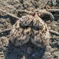 Sandwich tern Thalasseus sandvicensis, tern chick in the nest, Tiligulskiy estuary, Ukraine photo