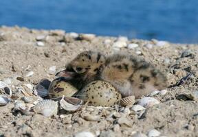 Sandwich tern Thalasseus sandvicensis, tern chick in the nest, Tiligulskiy estuary, Ukraine photo