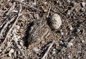 Sandwich tern Thalasseus sandvicensis, nestling mimics against the background of gray earth on the bank photo