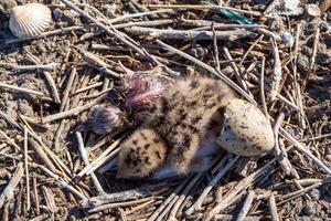 Sandwich tern Thalasseus sandvicensis, tern chick in the nest, Tiligulskiy estuary, Ukraine photo