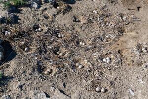 Sandwich tern Thalasseus sandvicensis, nests with eggs on dry ground on an island in the lower reaches photo