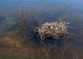 Nest from plant branches with eggs in the shallow water of the Tiligul estuary, Ukraine photo