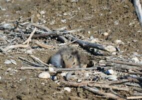 Sandwich tern Thalasseus sandvicensis, tern chick in the nest, Tiligulskiy estuary, Ukraine photo
