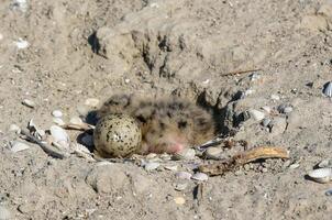 Sandwich tern Thalasseus sandvicensis, tern chick in the nest, Tiligulskiy estuary, Ukraine photo