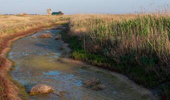 tolerante a la sal acuático plantas en un el secado costero reservorio en el apuntalar de el superficialidad Tuzlovski estuario foto
