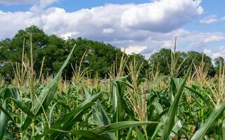 Green corn on the cob in an agricultural field, Ukraine photo