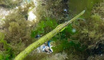 Fish in the thickets of seaweed. Broadnosed pipefish Syngnathus typhle photo
