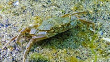 Swimming crab Macropipus holsatus eating mussel meat, Black Sea photo