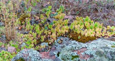 Houseleeks plants Sempervivum ruthenicum, forever alive, Succulent plant photo