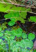 Floating aquatic plants, water lily Nymphaea candida and yellow capsule Nuphar lutea photo