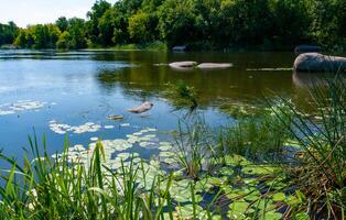 Floating aquatic plants, water lily Nymphaea candida and yellow capsule Nuphar lutea photo