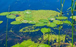 Floating aquatic plants, water lily Nymphaea candida and yellow capsule Nuphar lutea photo