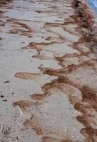 Water bloom, algae thrown onto the sandy shore during the period of mass development of algae in Tiligul estuary photo