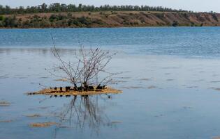 An island with a small tree on a flooded shore in the Tiligul estuary, Ukraine photo