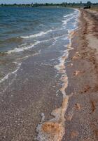 Water bloom, algae thrown onto the sandy shore during the period of mass development of algae in Tiligul estuary photo