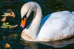 Swan Cygnus olor slowly swim near the shore in the Sophia Park, Uman, Ukraine photo