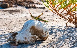 Acrida ungarica, insect sits on an old skull of a predatory animal against the background of cracked mud photo