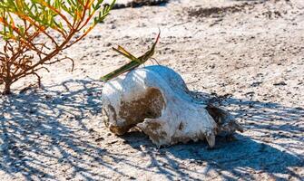 Acrida ungarica, insect sits on an old skull of a predatory animal against the background of cracked mud photo