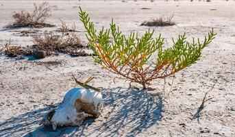 Acrida ungarica, insect sits on an old skull of a predatory animal against the background of cracked mud photo