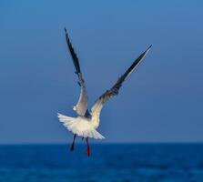 The black-headed gull Chroicocephalus ridibundus -Larus ridibundus, seagull photo