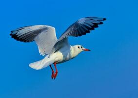 The black-headed gull Chroicocephalus ridibundus -Larus ridibundus, seagull photo