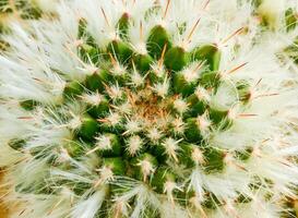 Mammillaria sp. - cactus from botanical garden in Odessa. photo