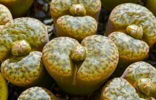Mesembs Lithops bromfieldii v. glaudinae South African plant from Namibia photo