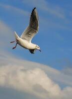 The black-headed gull Chroicocephalus ridibundus Larus ridibundus. Bird in flight with its wings spread wide, Black Sea photo