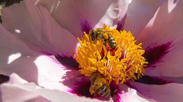 Honey bees collect nectar and pollen in the red flowers of a garden peony photo