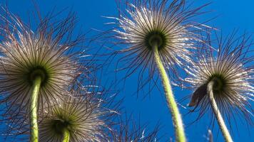 cutleaf anemone Pulsatilla patens, Red Book Ukraine photo