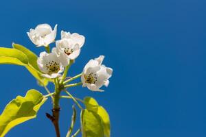Flowering pear branch against the blue sky, Ukraine photo