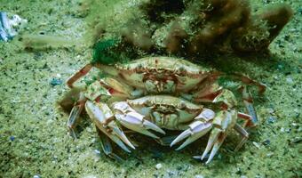 Male and female Swimming crab Macropipus holsatus before breeding, close-up photo